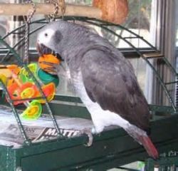 african grey parrot for adoption