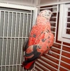 Exotic Red Factor African Grey Parrot And Eggs