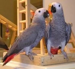 Pair of Talking African Grey Parrots
