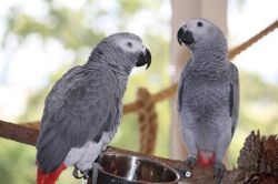 Hand Raised And Tamed Pair Of African Greys