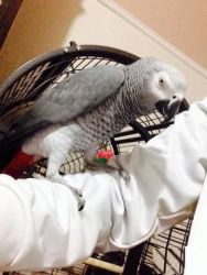 male and Female African Grey Parrots
