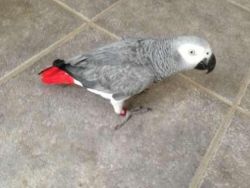 African grey bird for rehoming