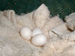 Incubated fertile parrot eggs