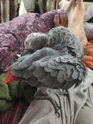 Pair African grey parrots for adoption