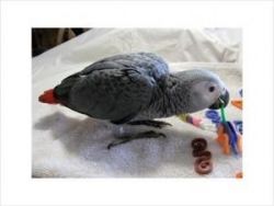 African Grey and other parrot species available