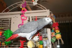 Healthy African Grey Parrot (xxx) xxx-xxx7