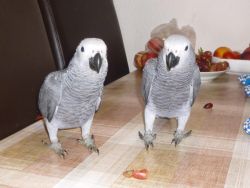 Male and Female African grey parrots