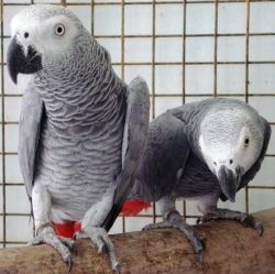 A pair of African grey parrots