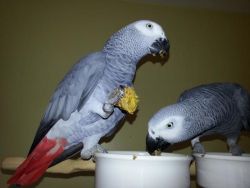 Lovely pair African grey Parrots
