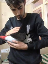 Hand-reared African Grey Parrots Available Now.