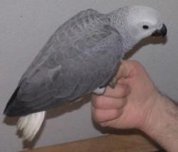 Congo And Red Factor African Grey Hand Fed Babies.