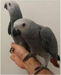talking African gray parrots2