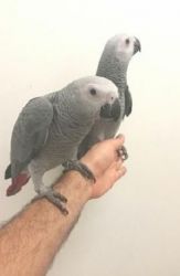 Friendly African Grey parrots Male/Female