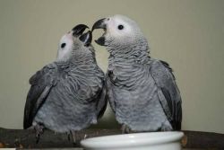 African Grey Parrots Hand Reared