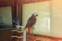 African Grey Parrots (xxx) xxx-xxx7
