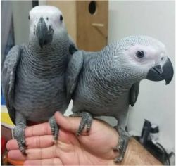 gv 2 African Grey parrots