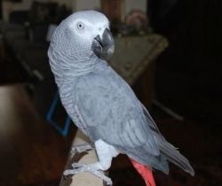 Very sweet African Grey Parrots