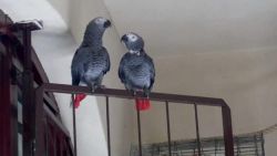 African Grey Parrots For Sale(xxx) xxx-xxx7