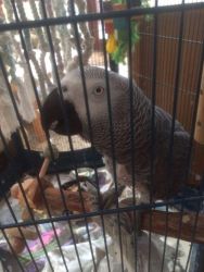 Baby African Grey Parrots Pbfd Tested