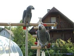 African grey parrots for loving homes