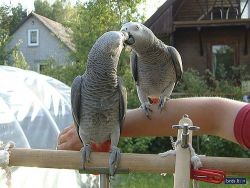 African Grey parrot available
