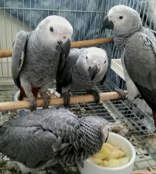 Talktive African Grey Parrot 8 Months Old For }}}}xzbluebabies{{{{{