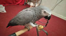 Male and female pair African Grey parrots for sale