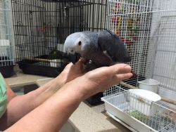 Baby African Grey Parrots For Adoption