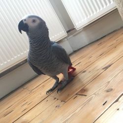 Beautiful Congo African grey parrot for sale