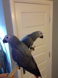 Lovely African Grey Parrots Available for sale now