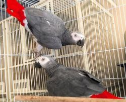 Playful African grey parrot with large cage For Rehoming fee $500