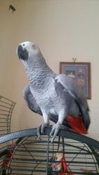 African Grey Parrot.. contact me via text only at