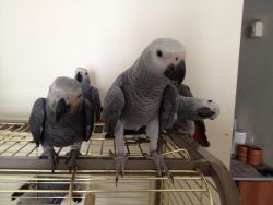 African grey parrots for sale.(xxx) xxx-xxx7