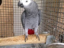 DNA African grey parrots and Eggs