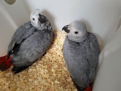 Paired African Grey parrots for adoption