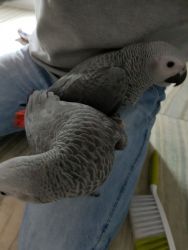 3 African Grey parrots available