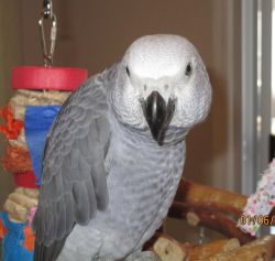 Weaned now and ready to go home Congo African Grey