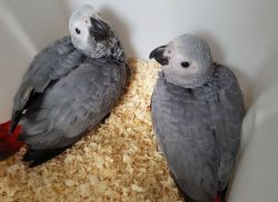 Paired African Grey parrots need homes