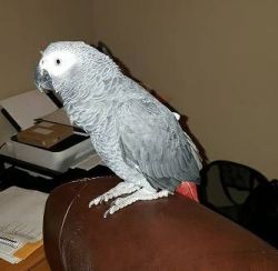 Female African Grey Parrot..
