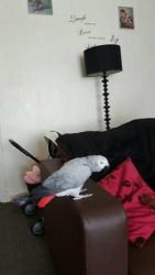 female African Grey Parrot for adoption