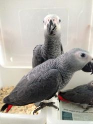 Cute African Grey parrots need homes