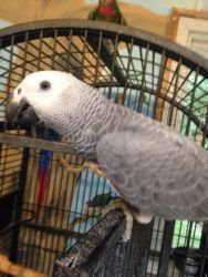 Young Friendly Talking African Grey