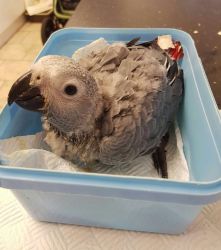 DNA African grey parrots…Super sweet Congo baby...