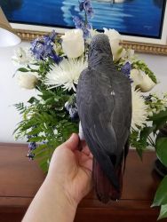 African Grey is available