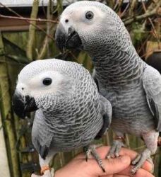 A PAIR OF GORGEOUS AFRICAN GREY PARROTS