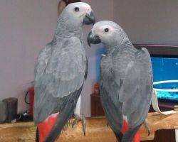 A pair of African grey parrots for sale
