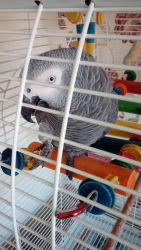 Beautiful Male African Grey And Cage