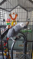 Male African Grey And Cage
