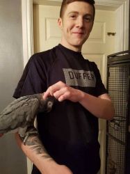 Hand tamed African Grey For Sale