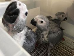 Baby african grey parrots